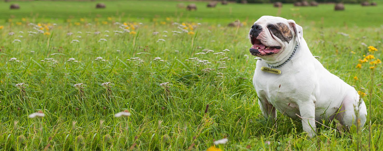 The Godfather Inspired Dog Names Popular Male And Female Names Wag 